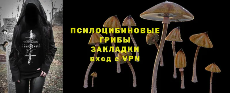 Псилоцибиновые грибы Psilocybe  как найти закладки  Ноябрьск 